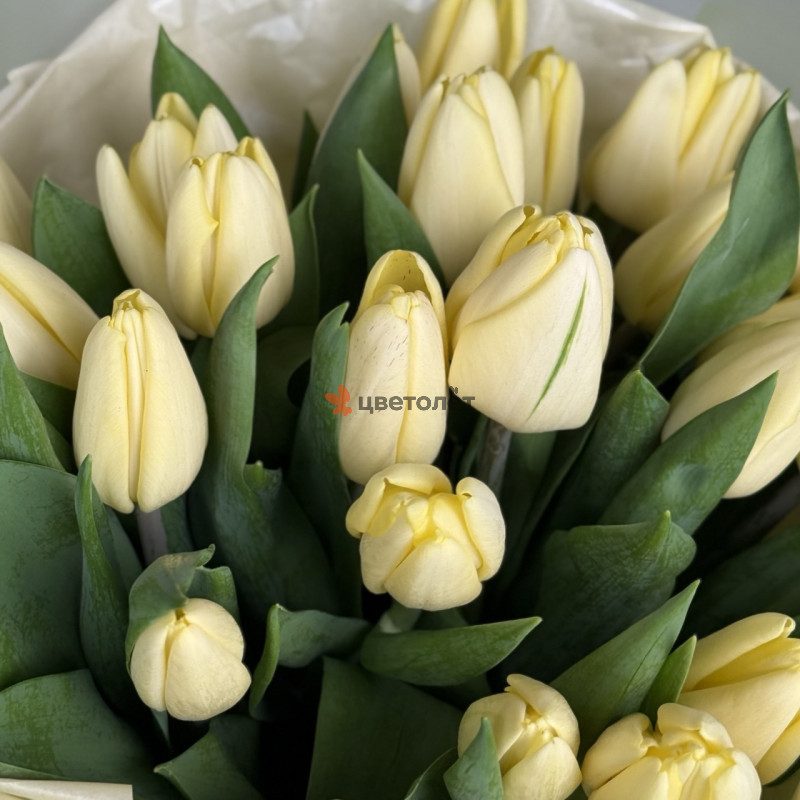 Лимонный букет из тюльпанов, 21шт