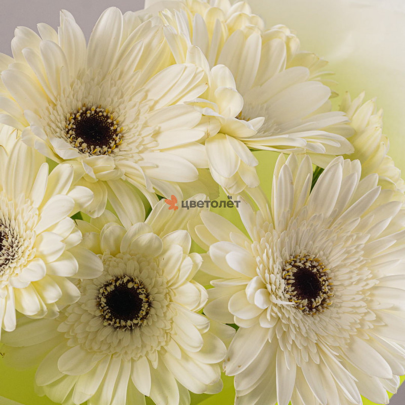 Букет из 7 белых гербер